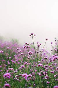 Violet Flowers on field