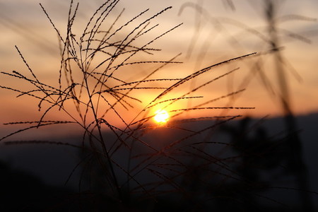 Grass flower and sunset 03