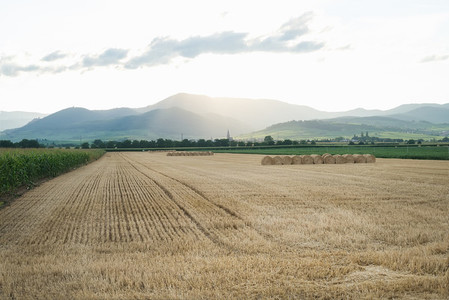 Summer wheat field with haystacks and mountains on the horizon at sunset time after a harvest  Alsase region  France