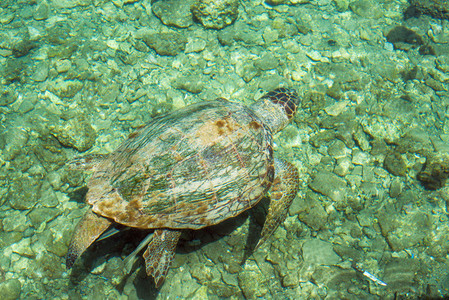 Loggerhead Sea Turtle Caretta   swimming in the bay of Kasteloriz0
