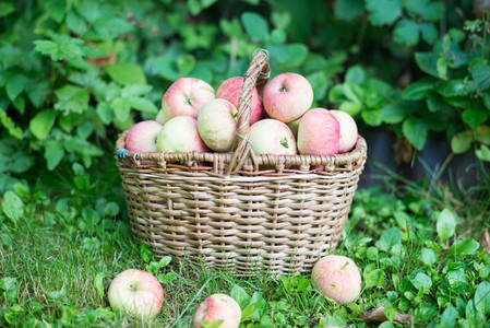 A basket of ripe apples in the garden