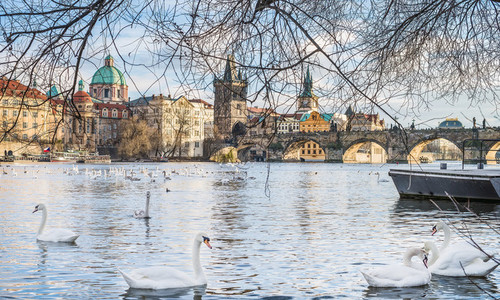 View over Charles bridge Stare Mesto Vltava river and swans in Prague Czech Republic