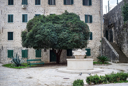 Tree in the central old town square of Kotor