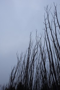 Dried trees in the winter