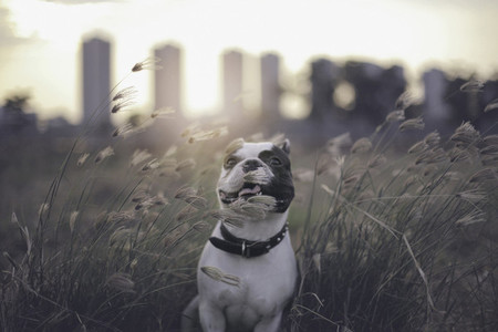 French bulldog with summer grass
