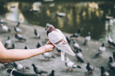 Pigeon on the hand