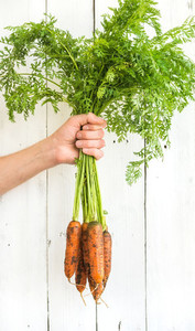 Bunch of fresh garden carrots with green leaves in the hand  white wooden backdrop