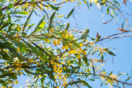 Blooming mimosa tree branch over blue sky