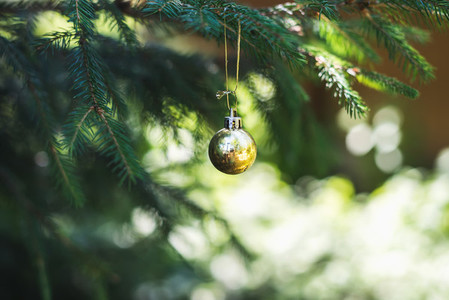 Christmas golden toy ball hanging on branch of a fur tree