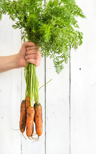 Bunch of fresh garden carrots with green leaves in the hand  white wooden backdrop