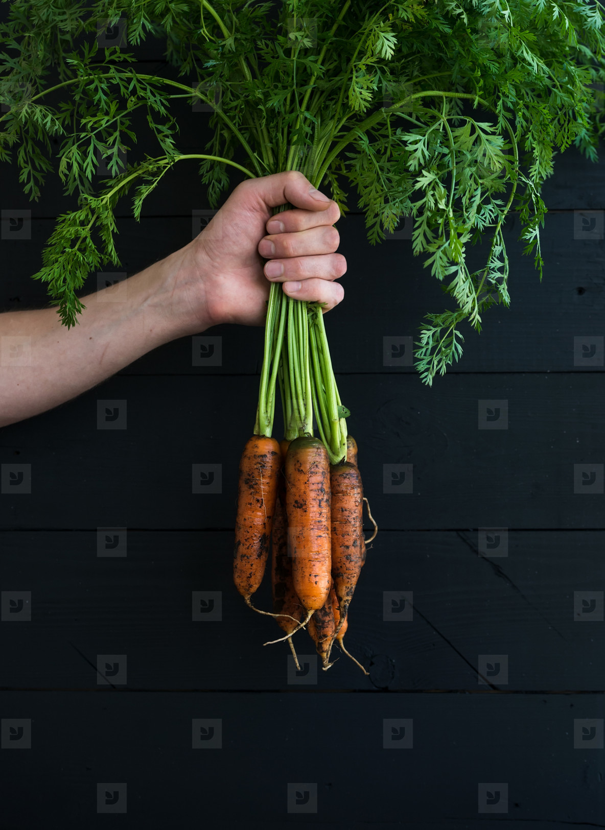 Bunch of fresh garden carrots with green leaves in the hand  black wooden backdrop