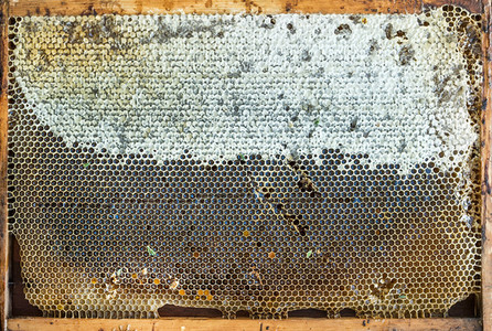 Fresh organic village honey in honeycombs  top view