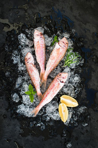 Raw Red Mullet fish with lemon  mint and rosemary on chipped ice over dark stone backdrop