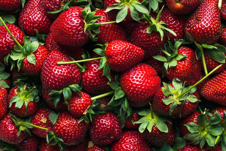 Freshly harvested ripe strawberries  top view