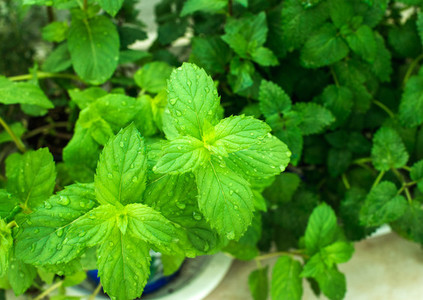 Closeup of fresh mint plant leaves with water drops