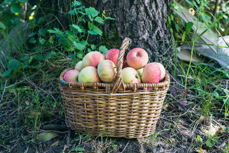 A basket of garden apples in the garden