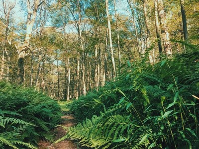The fern trail