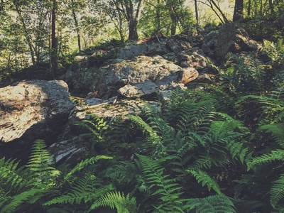 Rocks and ferns