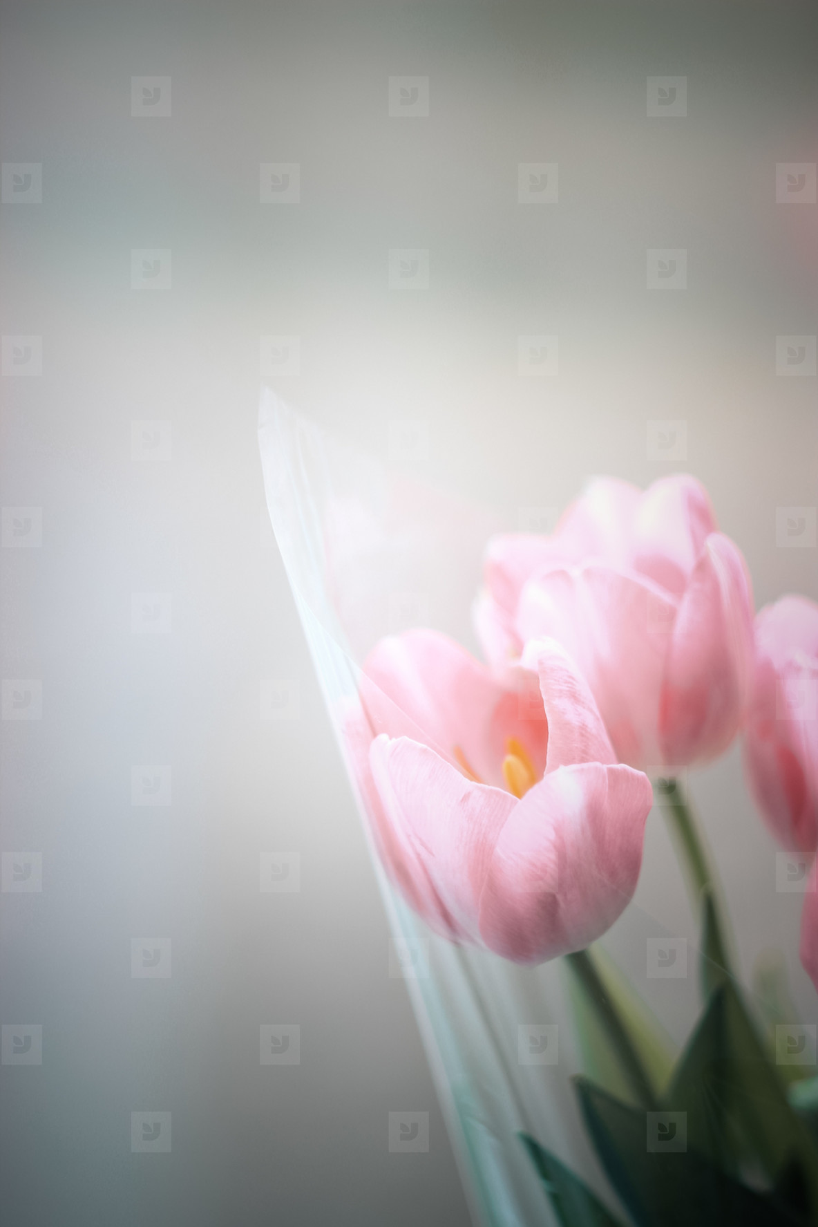 Close up of tulip flower