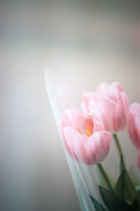 Close up of tulip flower
