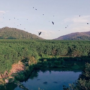 Birds flying over a valley