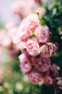 Soft blurred of roses flowers