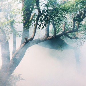 Misty autumn forest tree