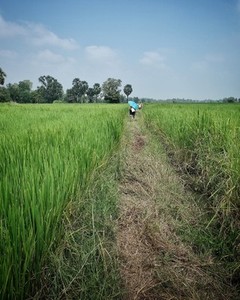 Walking Path in Green Rice Field