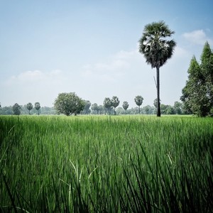 Rice field and sugar plam tree