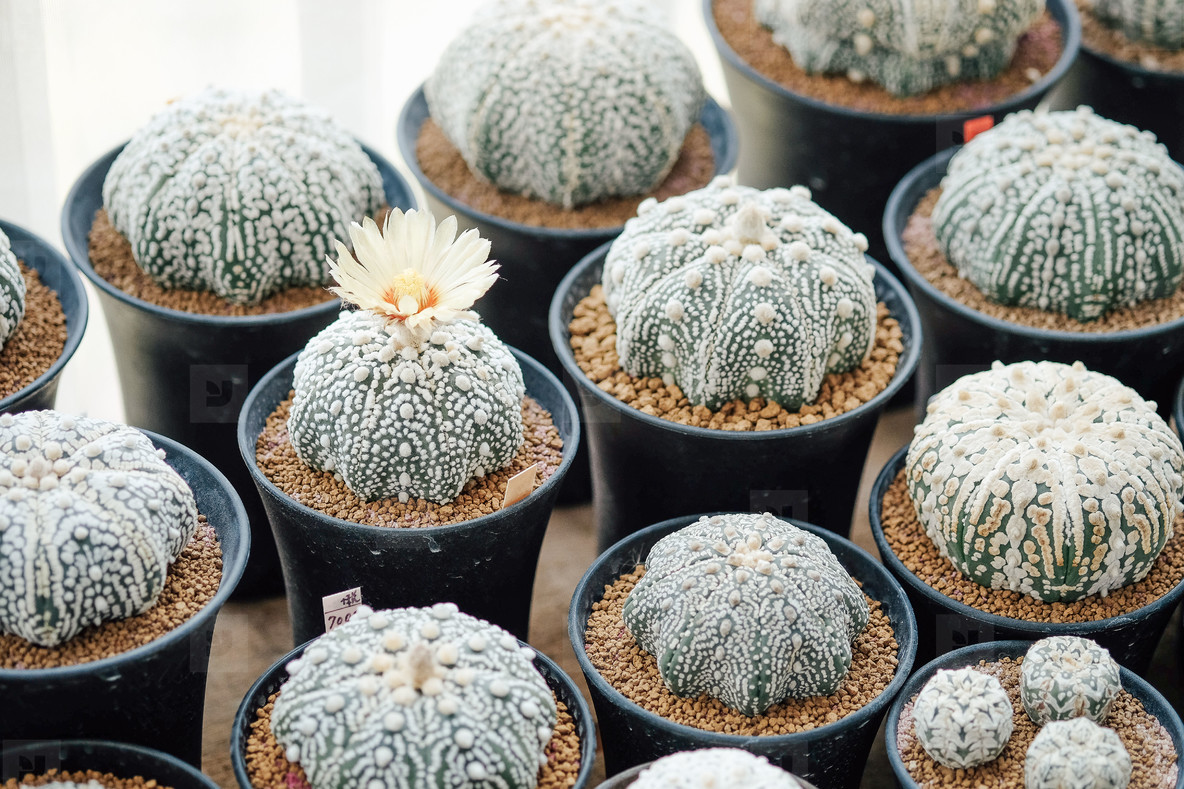 Cactus in flowerpots