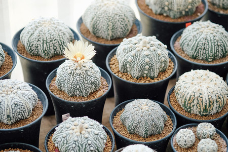 Cactus in flowerpots