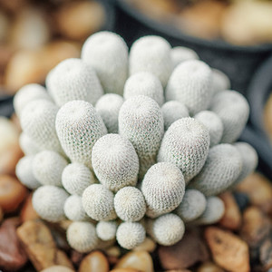 White Cactus plant