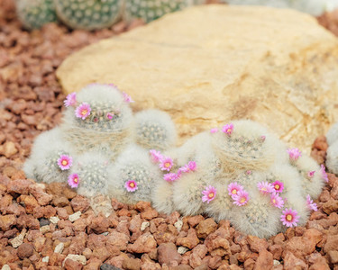 Cactus with pink flowers
