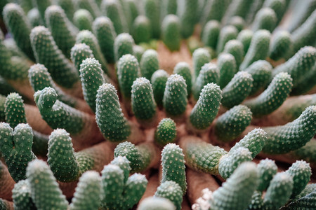 Closeup Cactus