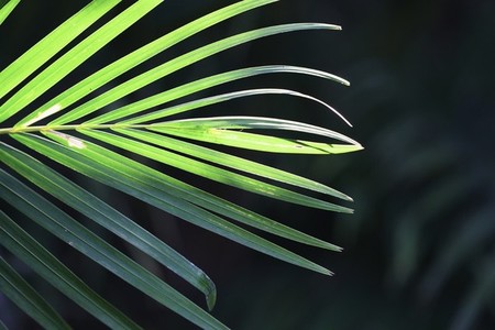tropical plant texture