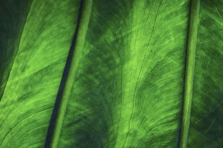 tropical plant texture