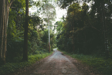 Road in forest