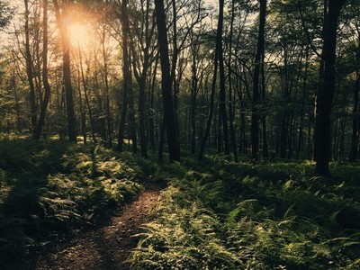 Trail at dusk