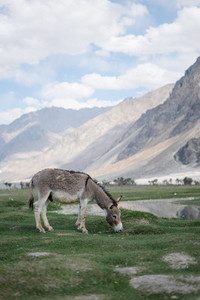 Donkey grazing on an meadow