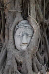 Head of buddha in tree roots