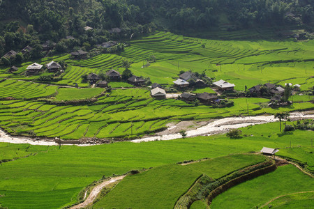 Terraced rice field