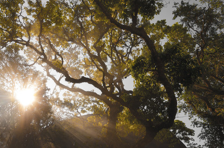 Sunbeams through tree branch
