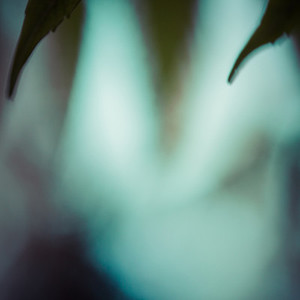 blurry plant