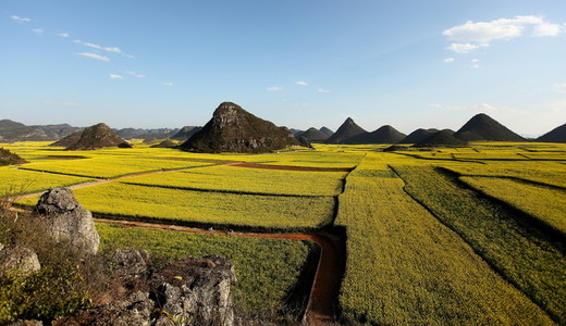 Yellow rapeseed flowers  China