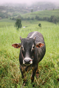 Thai Cow