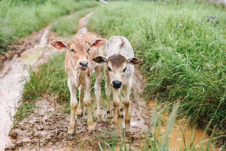 Two Baby Cows