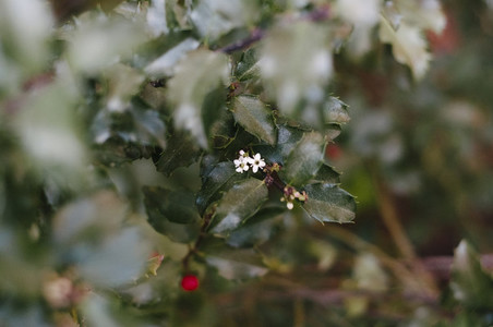 Holly Flowers