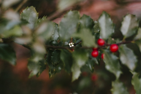 Holly Berries and Flower