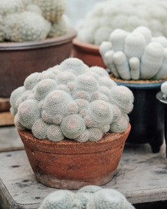 mammillaria  cactus