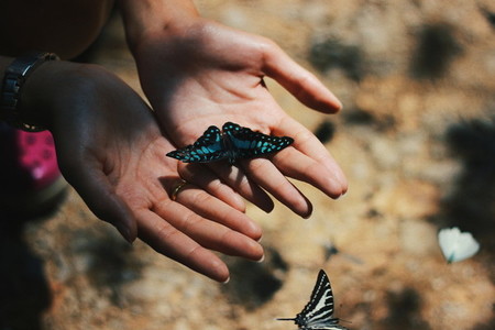 Butterfly on hands